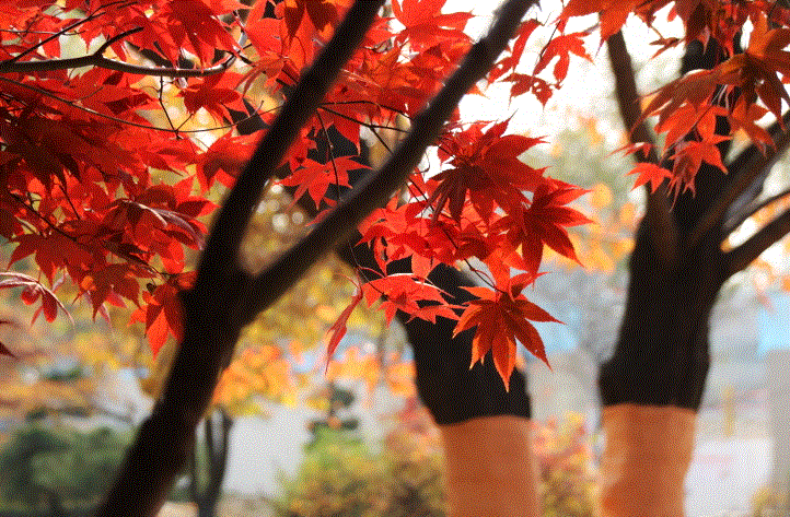 가을사진.GIF