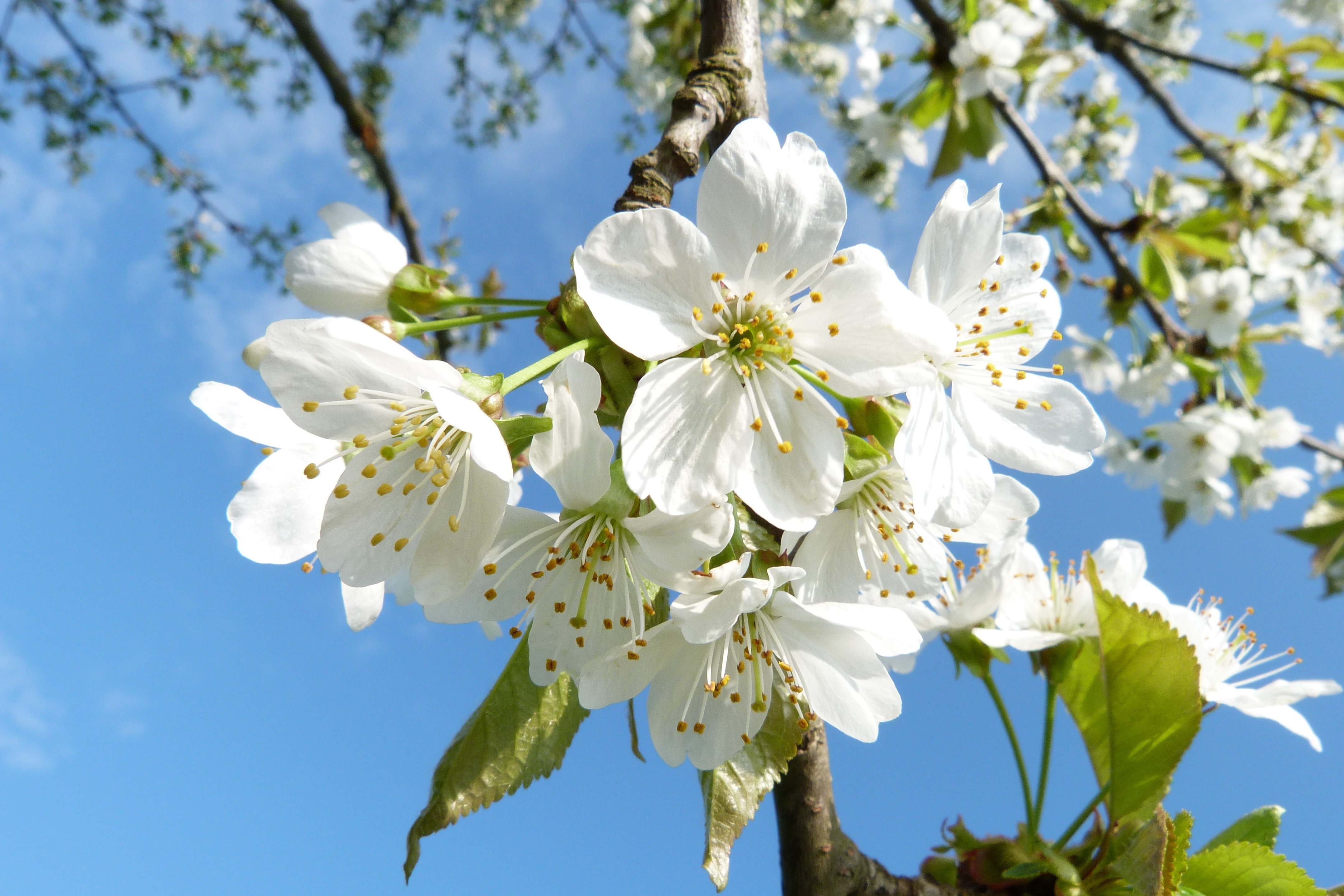 pischta-blossom-1360634.jpg