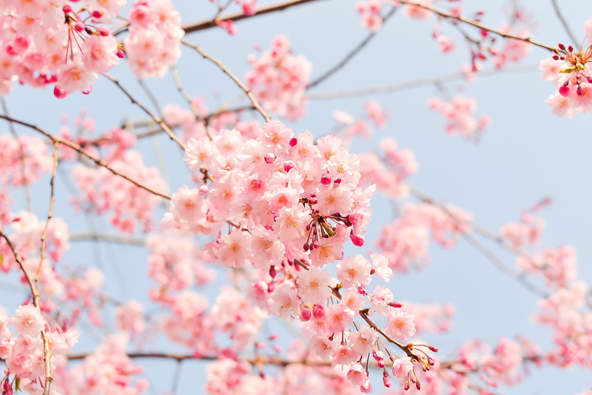 shell_ghostcage-cherry-blossom-tree-1225186.jpg
