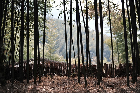 IJP_2050.JPG